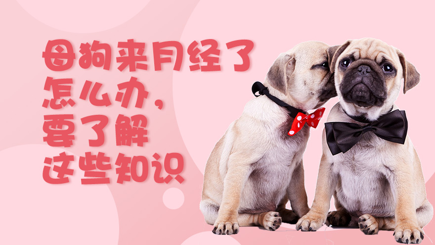 母狗来月经了怎么办