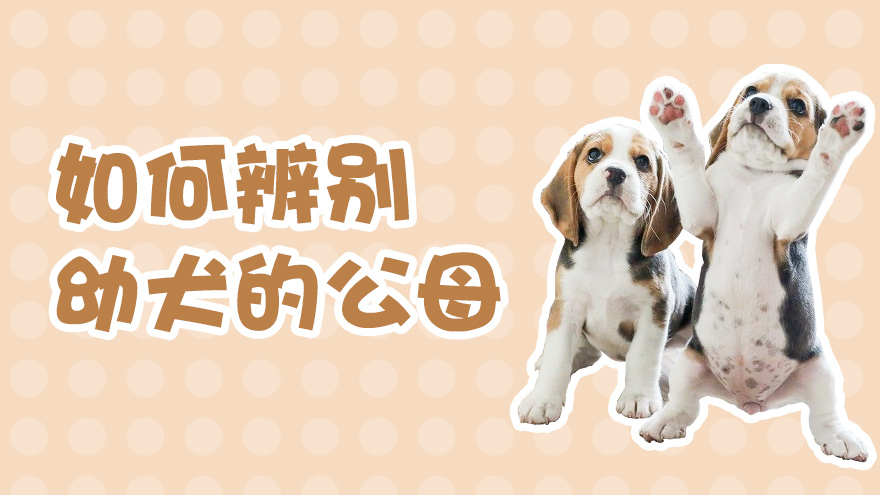 如何辨别幼犬的公母
