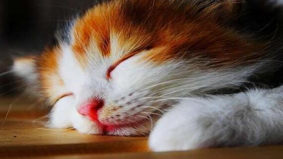 犬猫掉毛的原因