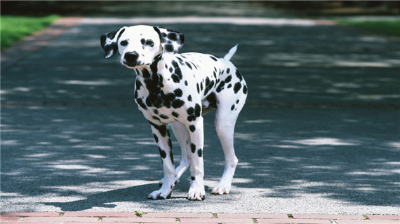 斑点狗什么时候打疫苗