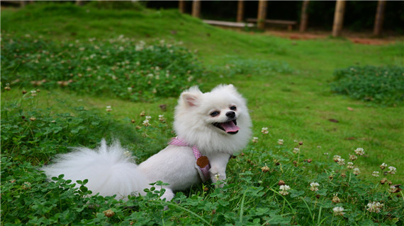 博美犬太调皮怎么办