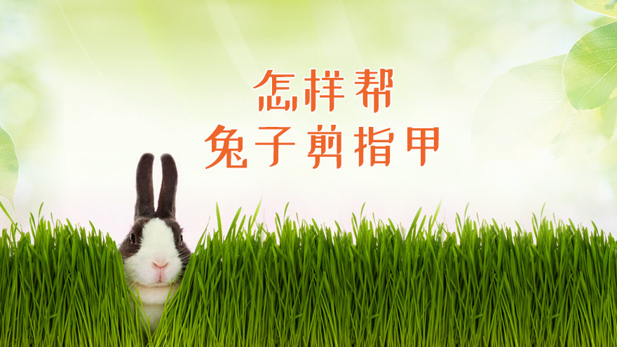怎样帮兔子剪指甲