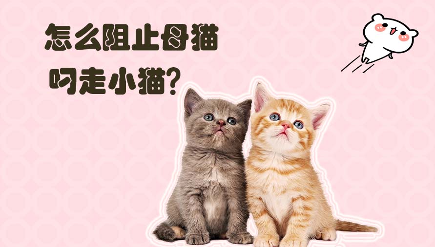 怎么阻止母猫叼走小猫