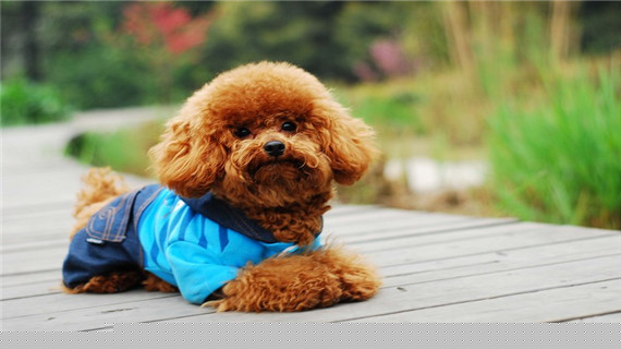 在家给贵宾洗澡的注意事项