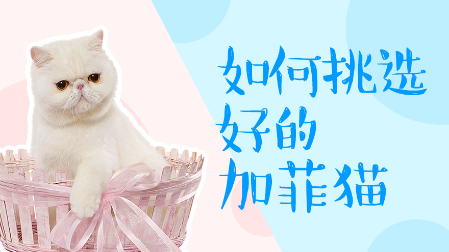 如何挑选好的加菲猫