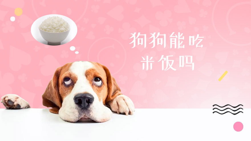 狗狗能吃米饭吗