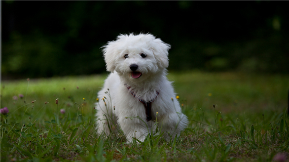 比熊犬吃什么对毛发好