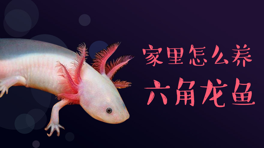 家里怎么养六角龙鱼