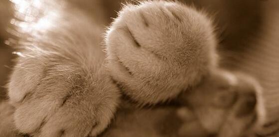 猫咪为什么磨爪子