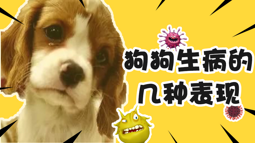 狗狗生病有哪些表现