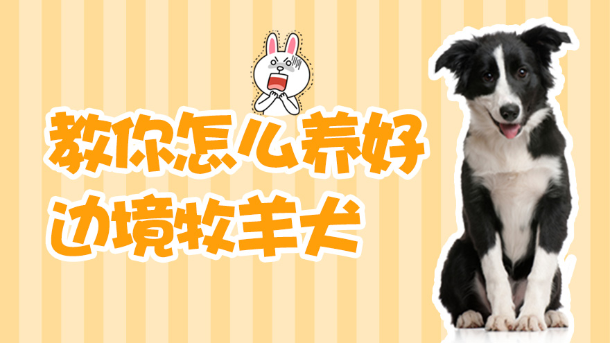 教你怎么养好边境牧羊犬