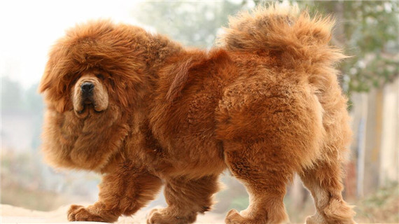 藏獒什么时候开始换毛