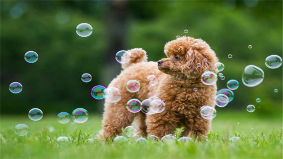 贵宾犬的洗澡步骤