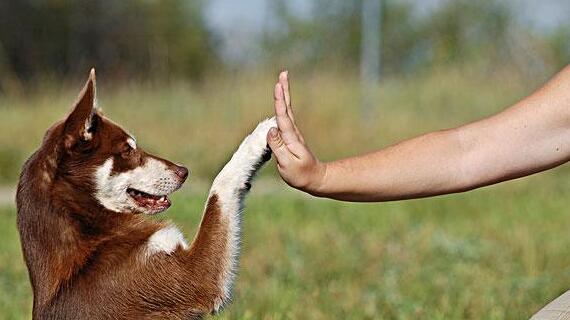 被狗狗抓伤后怎么办