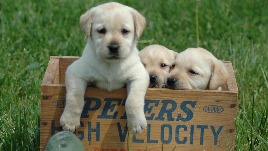 拉布拉多常见的疾病有哪些