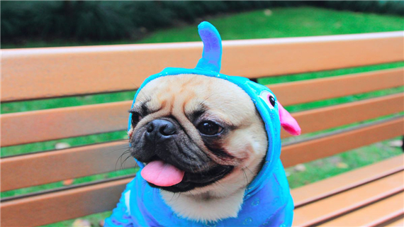 巴哥犬拉肚子怎么办