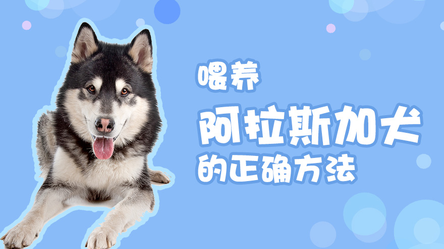 喂养阿拉斯加犬的正确方法有哪些