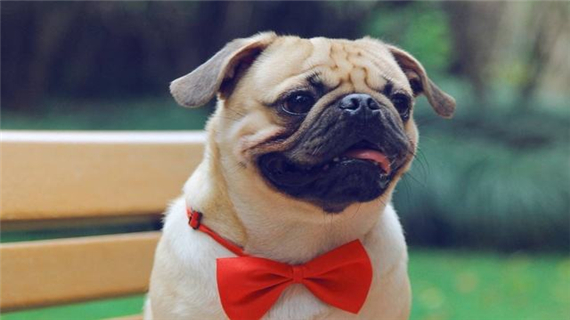 巴哥犬常见皮肤病有哪些