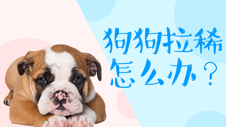 狗狗经常拉稀怎么办