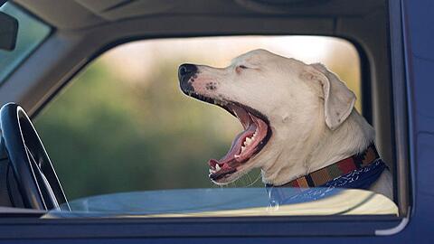 狗狗牙结石怎么办