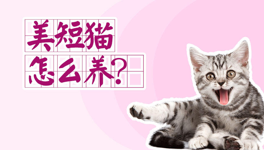 美短猫怎么养