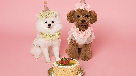 冬季狗狗饲养上需要注意哪些问题