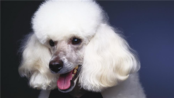 贵宾犬会不会咬人