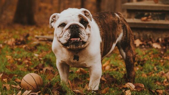 斗牛犬的牙齿护理