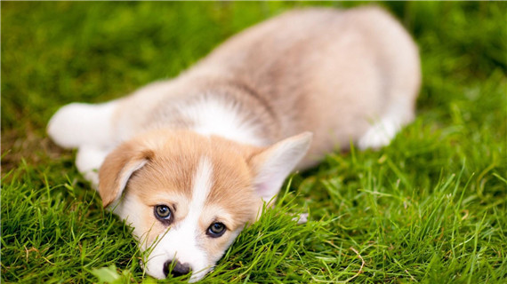 柯基犬的性格特征