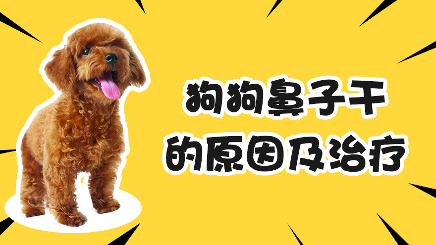 狗狗鼻子干的原因 怎么治疗