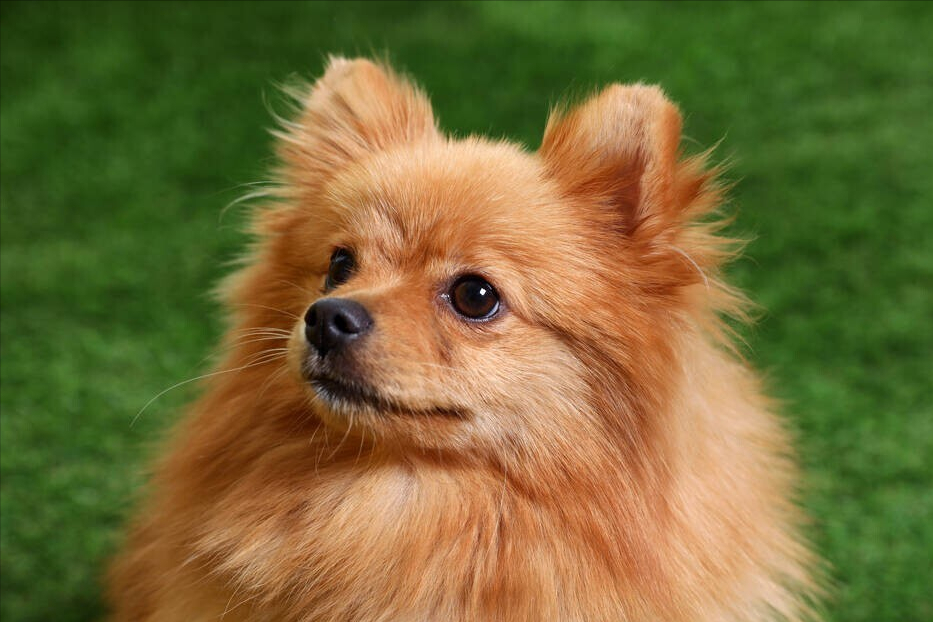 什么狗特别温顺又好养一些