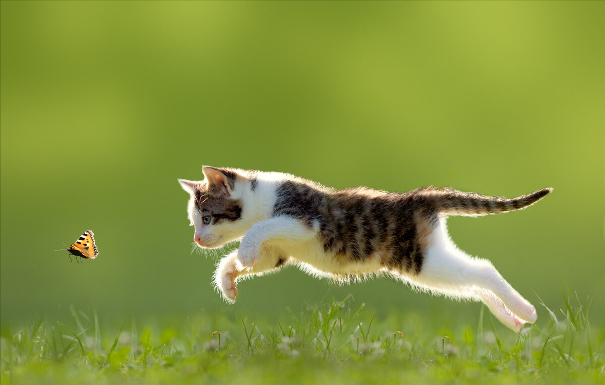 宠物猫价格多少钱一只