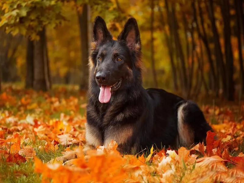 一条阿富汗猎犬多少钱