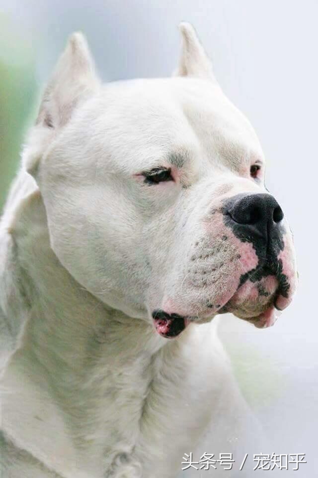 国内杜高犬犬舍哪家好