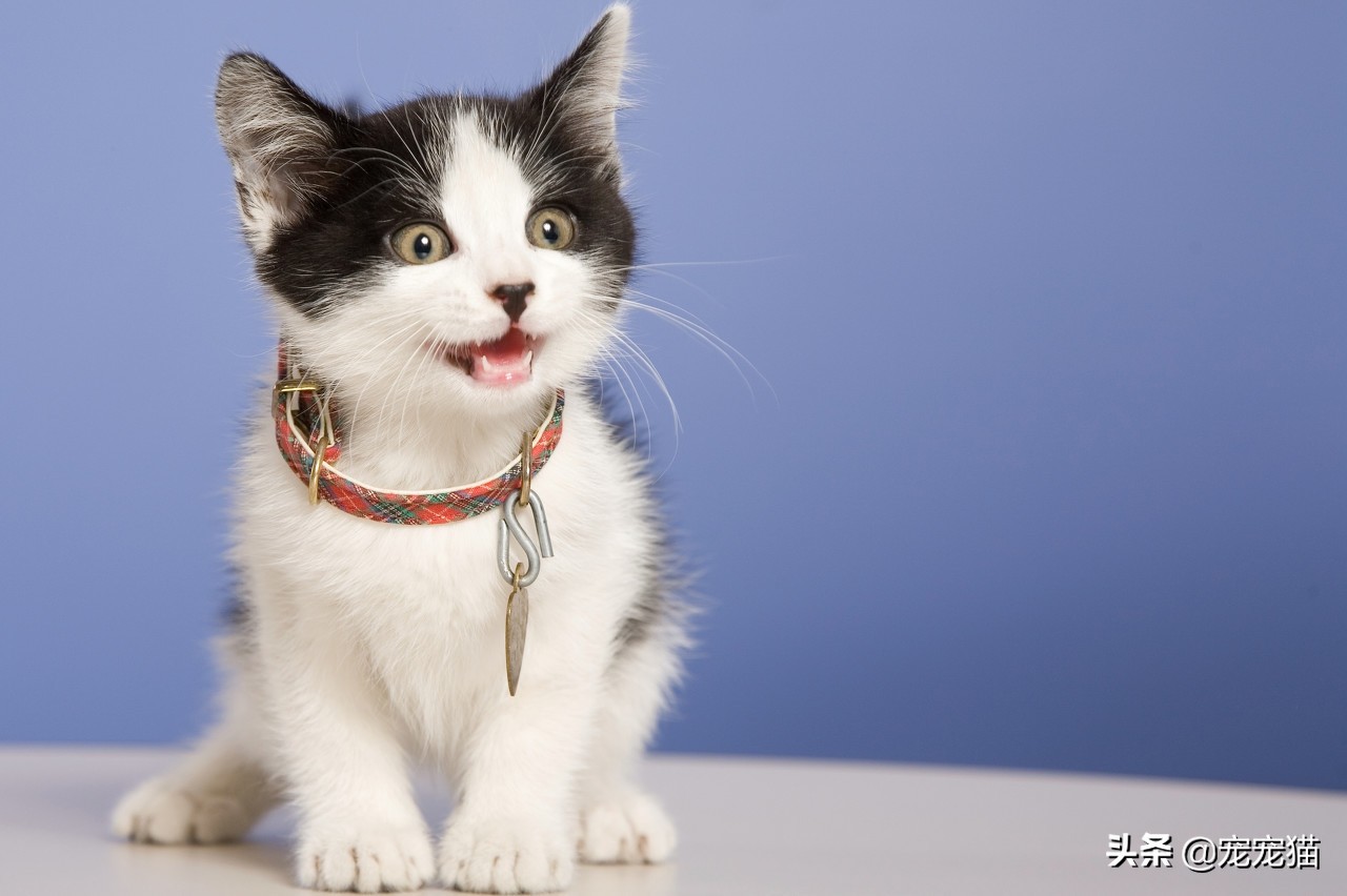 养猫注意事项有哪些