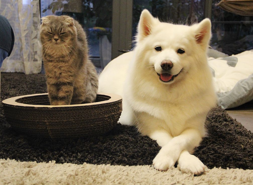 狗狗经常呕吐怎么回事