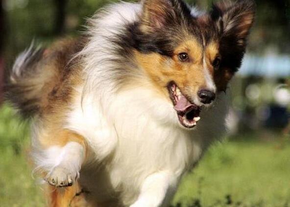 中国牧羊犬图片