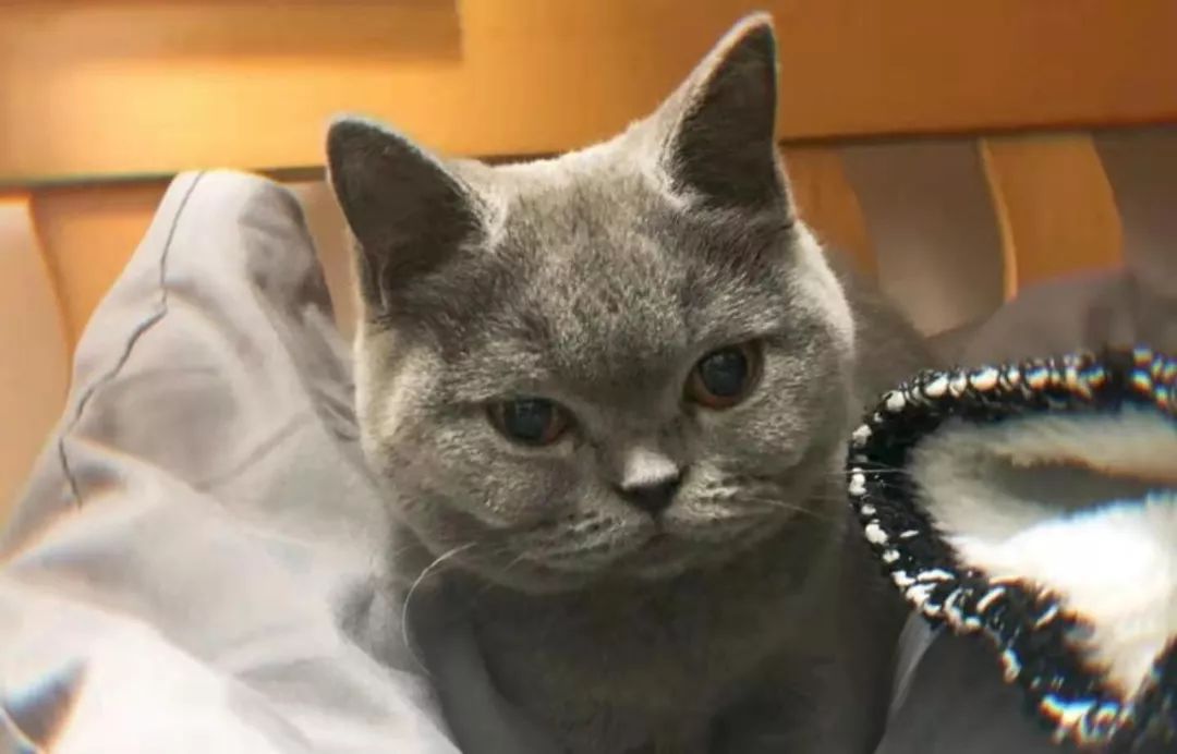 混种猫是什么意思