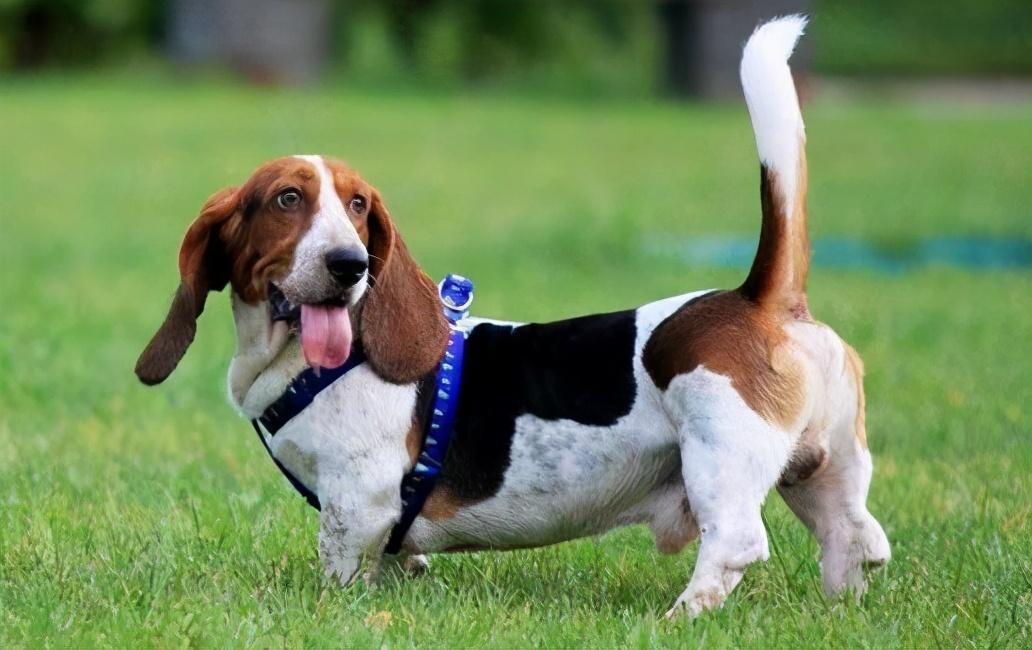 巴吉度犬为什么被禁养