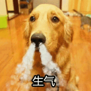 狗狗发脾气有哪些症状