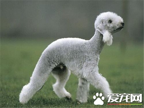 贝灵顿梗为什么禁养