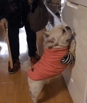 狗狗罚站会记住吗