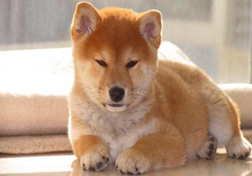 狗狗身上长疙瘩结痂用什么药