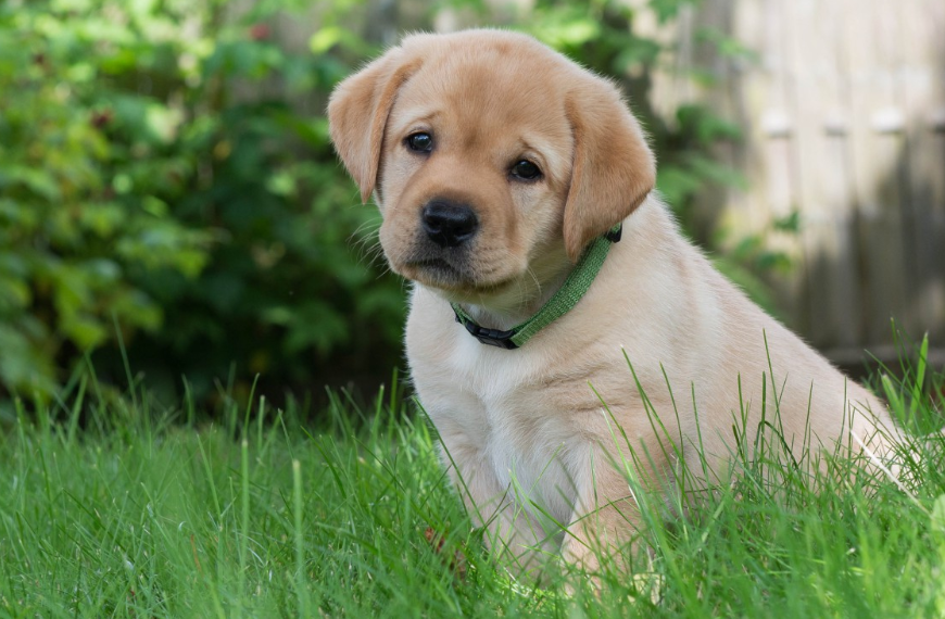 狗狗感冒一般几天自愈