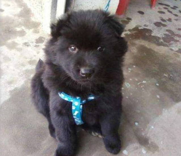 有黑色萨摩耶吗