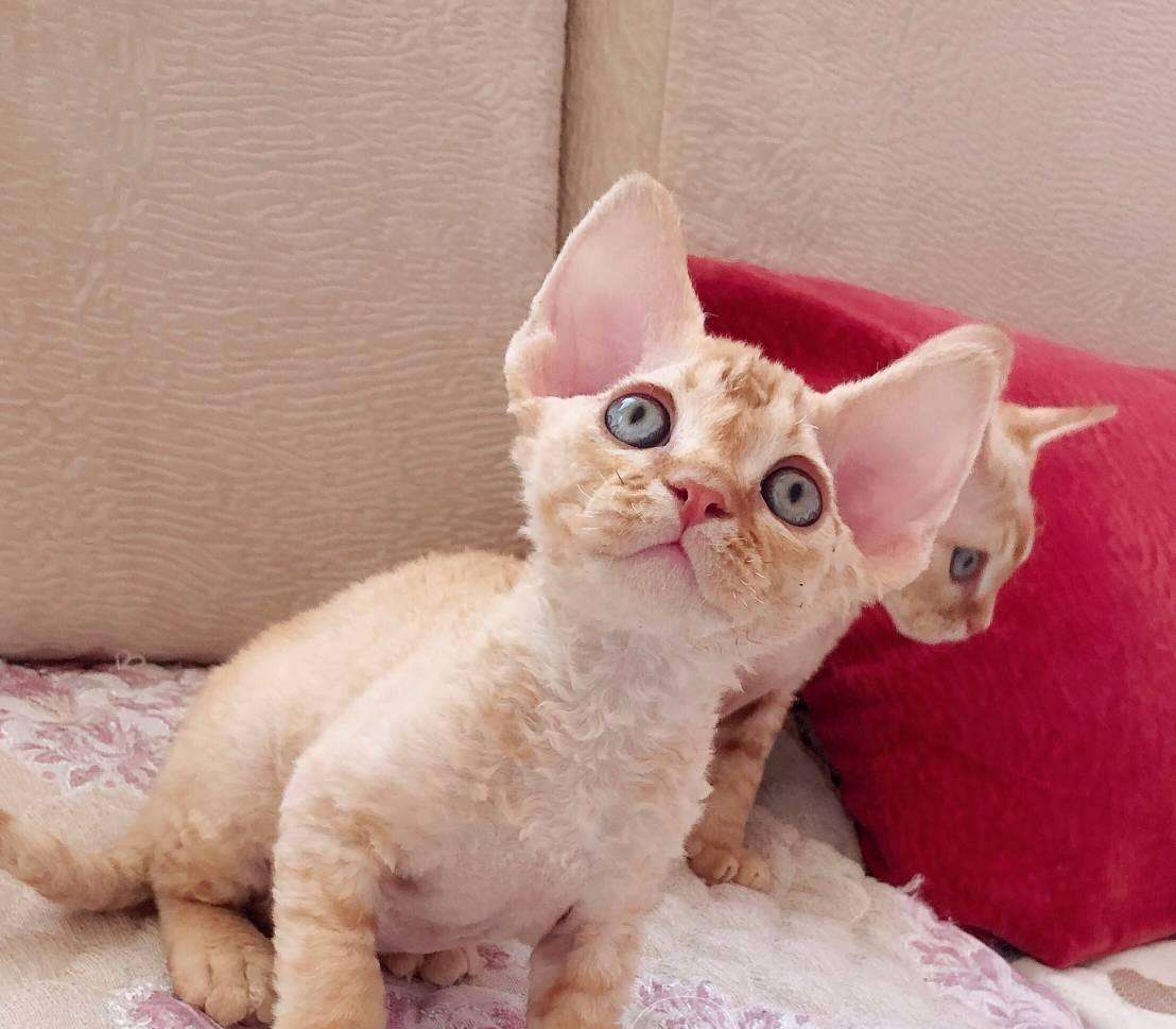 德文卷毛猫价格为什么那么贵