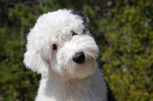 古牧为什么是禁养犬