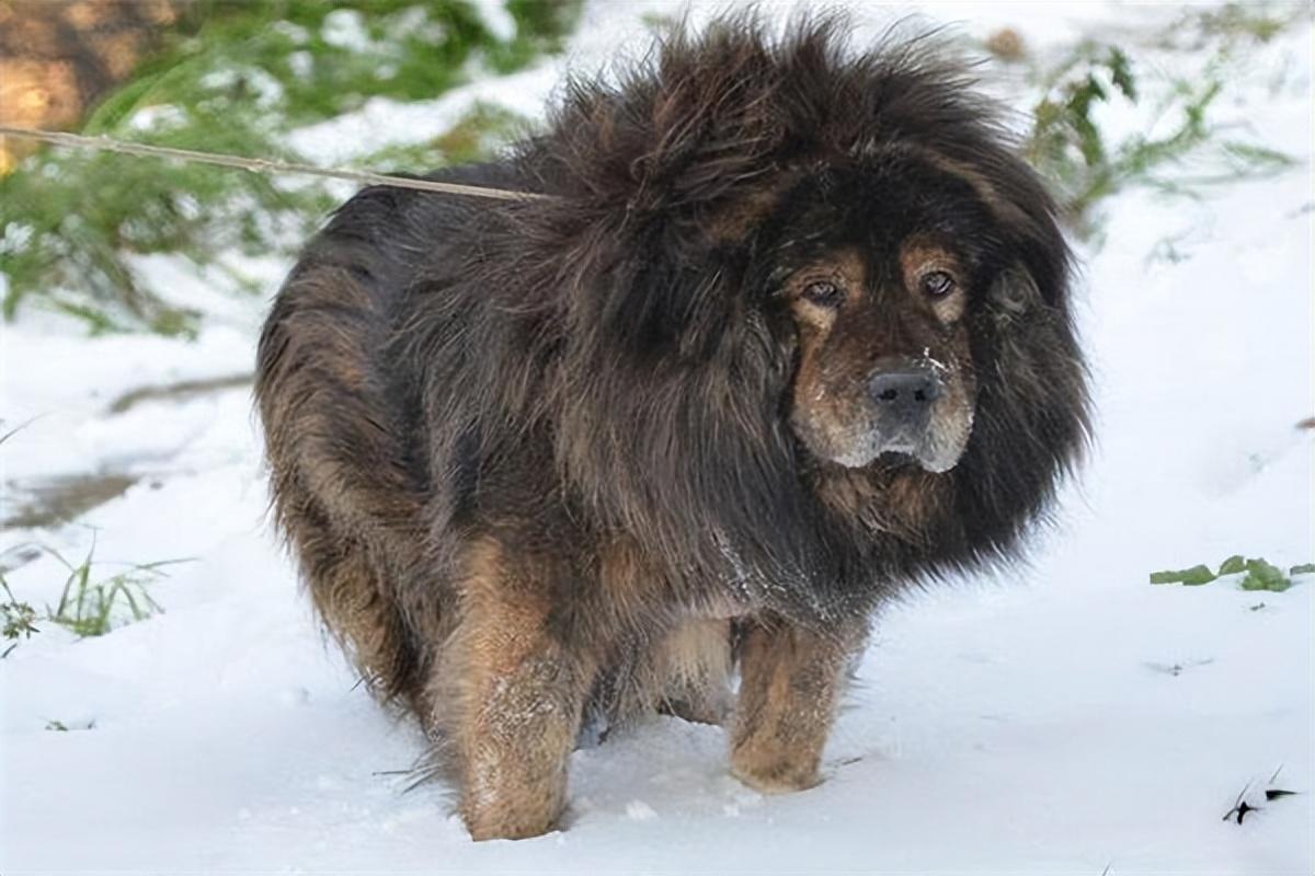 小藏獒一只多少钱