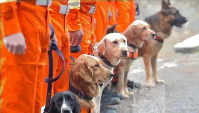 拉布拉多寻回犬