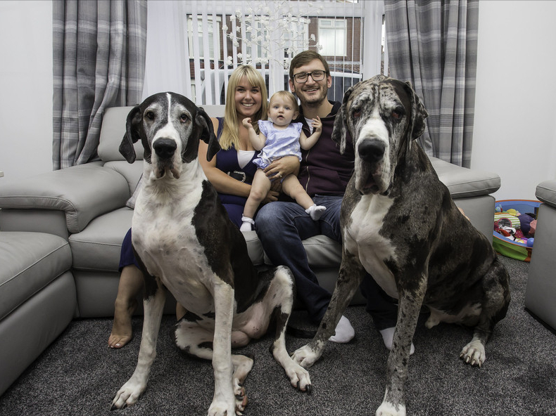 世界上最大的狗排名前十的是什么品种